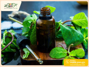 Cách làm tinh dầu bạc hà